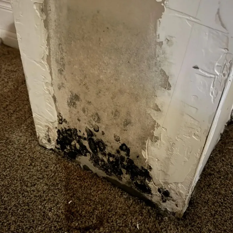 Professional Mold Removal in Wesley Chapel, FL